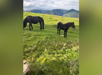 Nórico, Yegua, 1 año, Negro