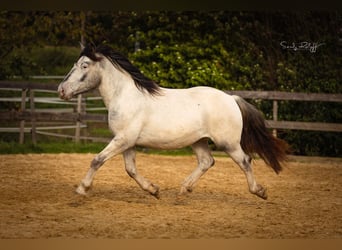 Nórico, Yegua, 2 años, 160 cm, Atigrado/Moteado