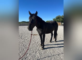 Nórico, Yegua, 2 años, 162 cm, Negro