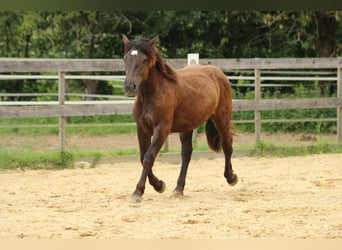 Nórico, Yegua, 2 años, 163 cm, Negro