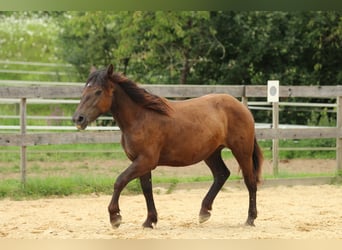 Nórico, Yegua, 2 años, 163 cm, Negro