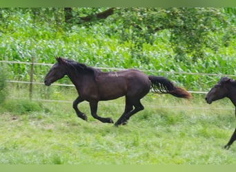 Nórico, Yegua, 2 años, 167 cm, Negro