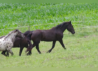 Nórico, Yegua, 2 años, 167 cm, Negro