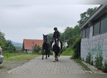 Nórico, Yegua, 2 años, 167 cm, Negro