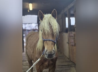 Nórico, Yegua, 2 años, Alazán
