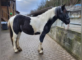 Nórico, Yegua, 2 años