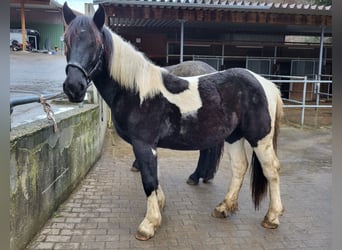 Nórico, Yegua, 2 años