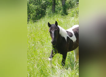 Nórico, Yegua, 2 años