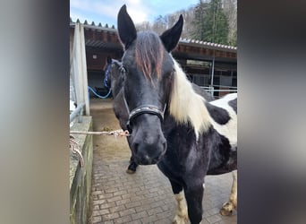 Nórico, Yegua, 2 años