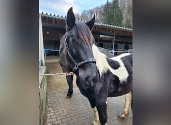 Nórico, Yegua, 2 años