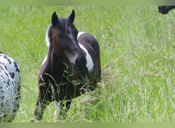 Nórico, Yegua, 2 años