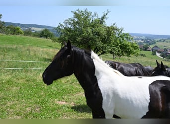 Nórico, Yegua, 2 años