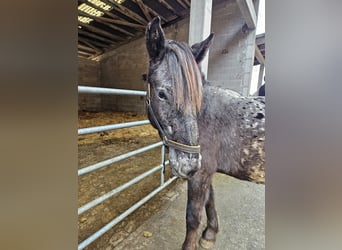 Nórico, Yegua, 2 años