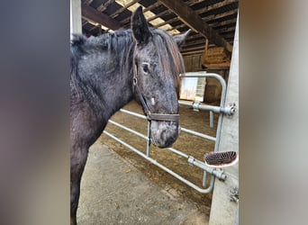 Nórico, Yegua, 2 años