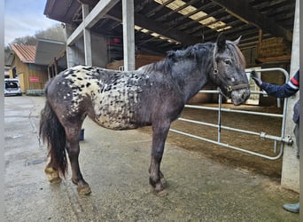 Nórico, Yegua, 2 años