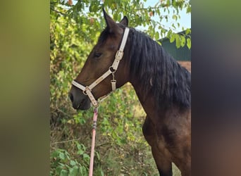 Nórico, Yegua, 2 años, Castaño