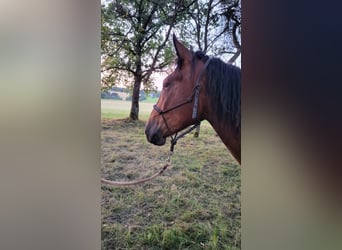 Nórico, Yegua, 2 años, Castaño