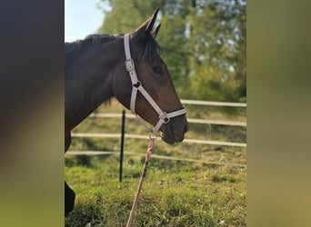 Nórico, Yegua, 2 años, Castaño