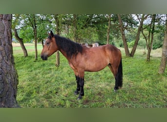 Nórico, Yegua, 2 años, Castaño