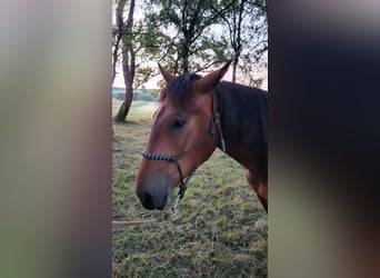 Nórico, Yegua, 2 años, Castaño