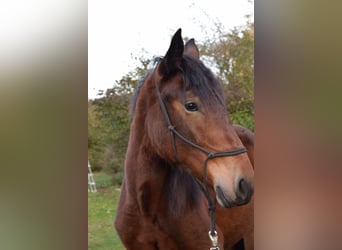 Nórico, Yegua, 2 años, Castaño