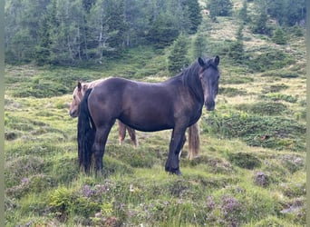 Nórico, Yegua, 2 años, Negro