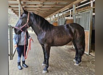 Nórico, Yegua, 2 años, Negro