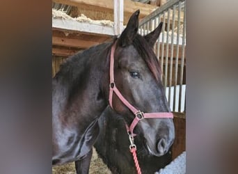 Nórico, Yegua, 2 años, Negro