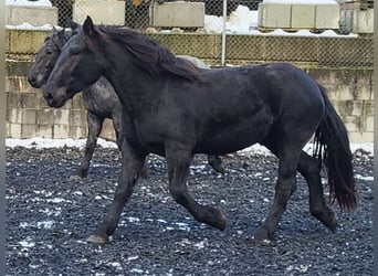 Nórico, Yegua, 2 años, Negro