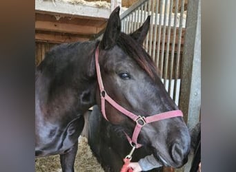 Nórico, Yegua, 2 años, Negro