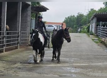 Nórico, Yegua, 2 años, Negro