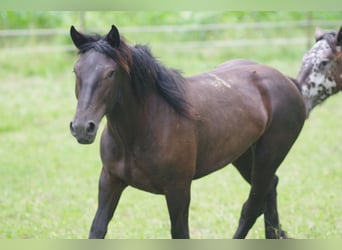 Nórico, Yegua, 2 años, Negro