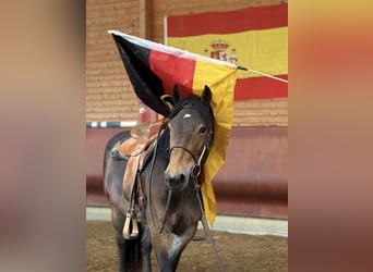 Nórico, Yegua, 3 años, 147 cm, Castaño