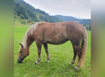 Nórico, Yegua, 3 años, 153 cm, Alazán