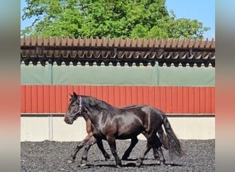 Nórico, Yegua, 3 años, 153 cm, Negro