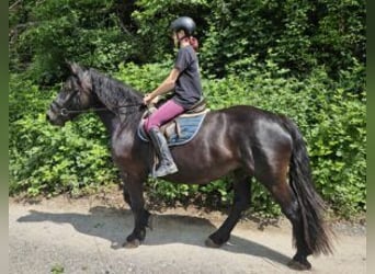 Nórico, Yegua, 3 años, 153 cm, Negro