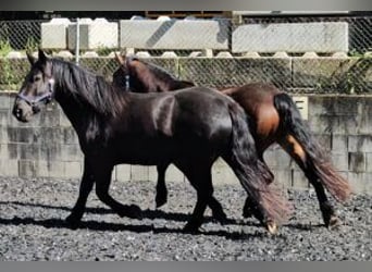 Nórico, Yegua, 3 años, 153 cm, Negro