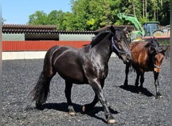 Nórico, Yegua, 3 años, 153 cm, Negro