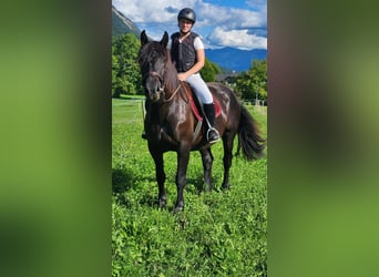 Nórico, Yegua, 3 años, 156 cm, Negro