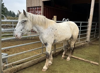 Nórico, Yegua, 3 años, 160 cm, Atigrado/Moteado