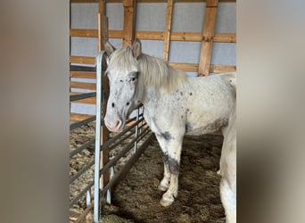 Nórico, Yegua, 3 años, 160 cm, Atigrado/Moteado