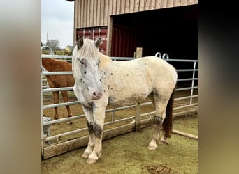 Nórico, Yegua, 3 años, 160 cm, Atigrado/Moteado