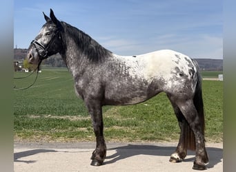 Nórico, Yegua, 3 años, 160 cm, Atigrado/Moteado