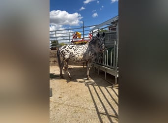 Nórico, Yegua, 3 años, 160 cm, Atigrado/Moteado