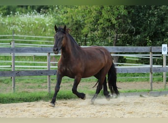 Nórico, Yegua, 3 años, 160 cm, Negro