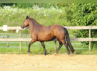 Nórico, Yegua, 3 años, 160 cm, Negro