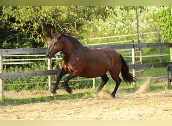 Nórico, Yegua, 3 años, 160 cm, Negro