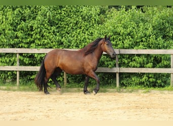 Nórico, Yegua, 3 años, 160 cm, Negro