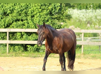 Nórico, Yegua, 3 años, 160 cm, Negro