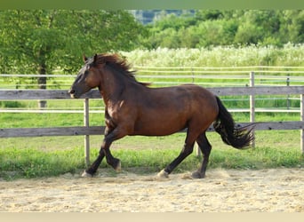 Nórico, Yegua, 3 años, 160 cm, Negro